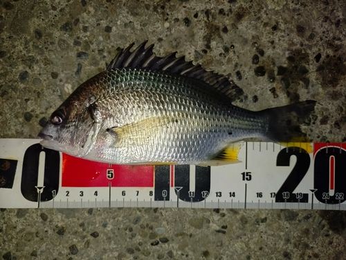 キビレの釣果