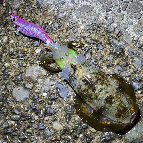 アオリイカの釣果
