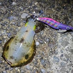 アオリイカの釣果