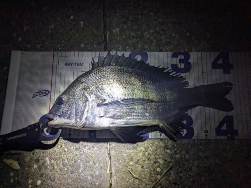 チヌの釣果