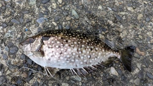 アイゴの釣果