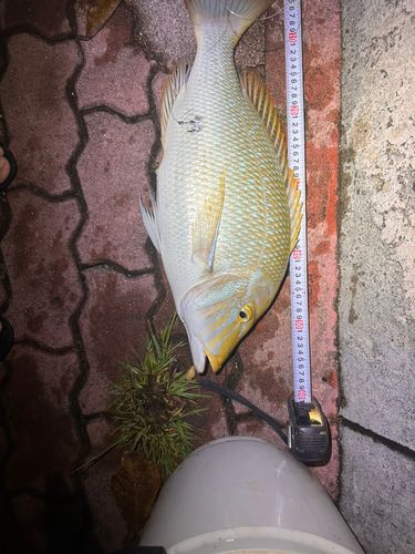 タマンの釣果