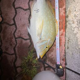 タマン