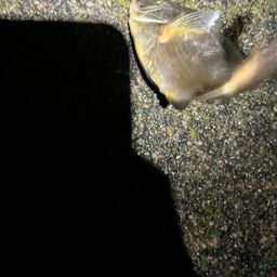 ウミタナゴ