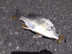 キビレの釣果