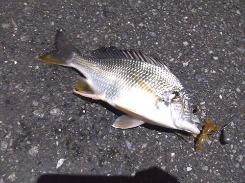 キビレの釣果