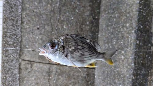 若洲海浜公園海釣り施設