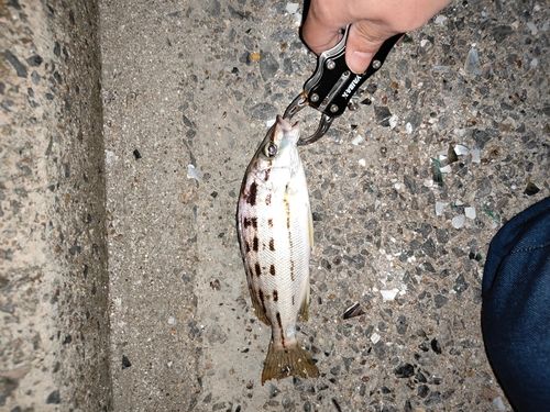 シマイサキの釣果