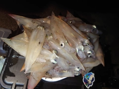 イカの釣果