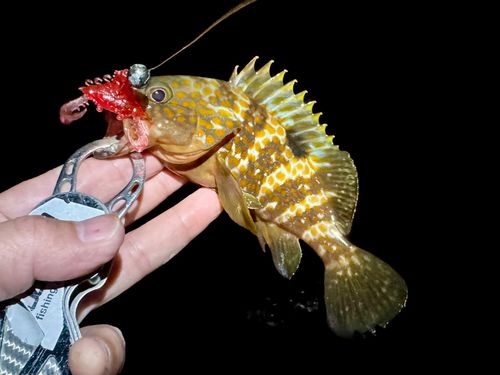アコウの釣果