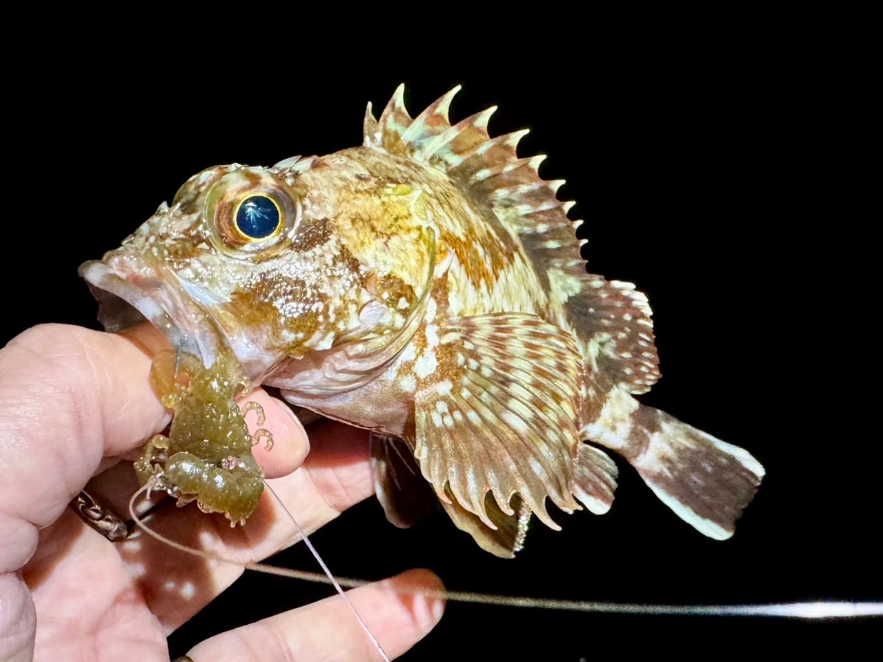 ガシラ