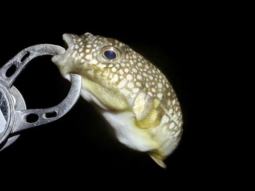 フグの釣果