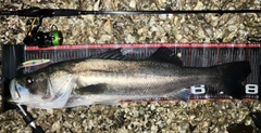 スズキの釣果