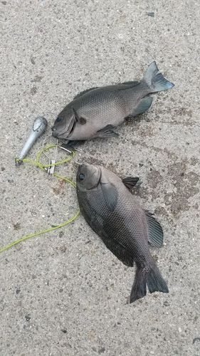 グレの釣果