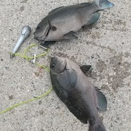 グレ
