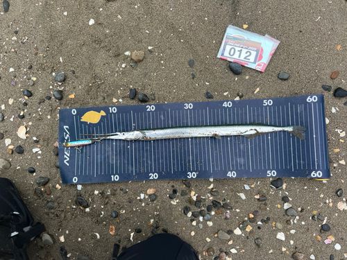 ダツの釣果