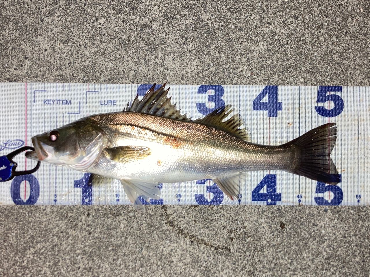 【未使用】　ダイワ　ラブラックス　90 ML シーバス　サケ　　Daiwa ダイワ シーバスロッド ラブラックス AGS 90ML・N(スピニング 2