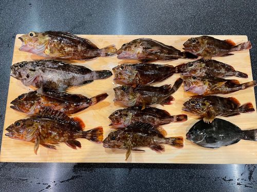 カサゴの釣果