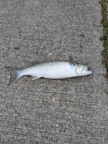 ボラの釣果