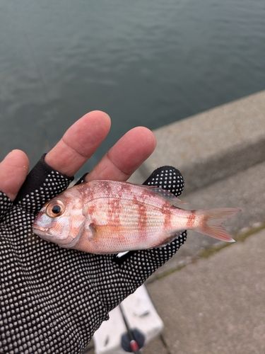 妻鹿漁港