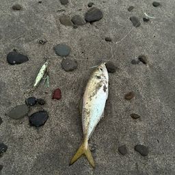 アジ