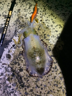 アオリイカの釣果