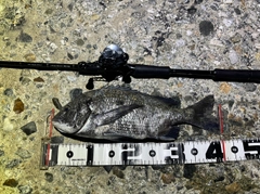 チヌの釣果