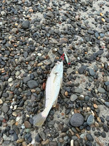 イシモチの釣果