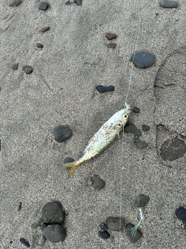 鮫島海岸