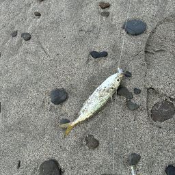 アジ