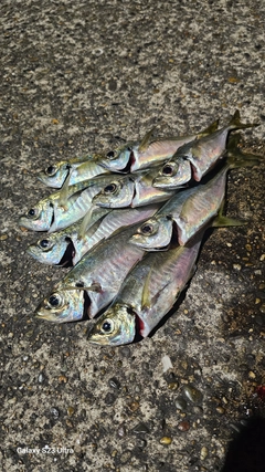アジの釣果