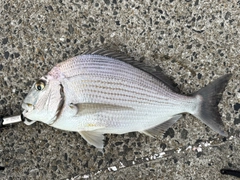 ヘダイの釣果