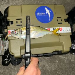 アジ