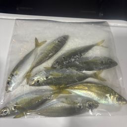アジ