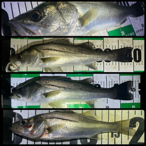 シーバスの釣果
