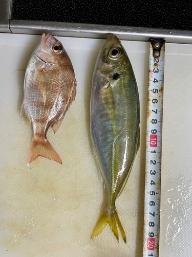 堅苔沢漁港