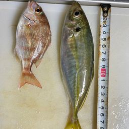 アジ
