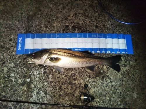 スズキの釣果