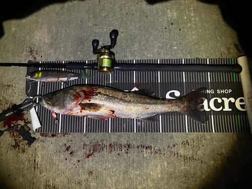 シーバスの釣果