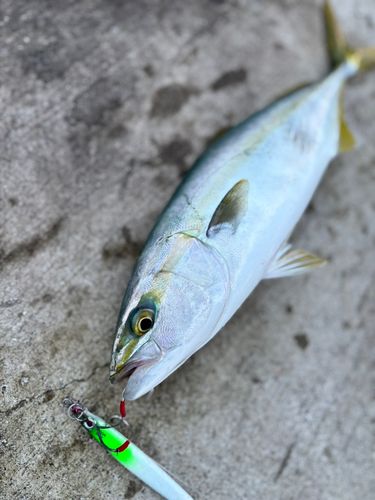 イナダの釣果