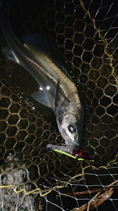 スズキの釣果