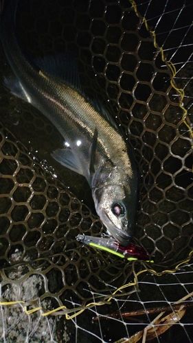 スズキの釣果