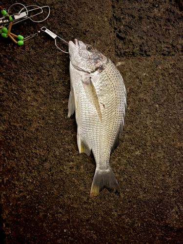 キビレの釣果