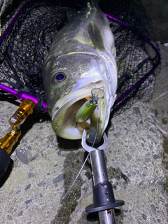 スズキの釣果