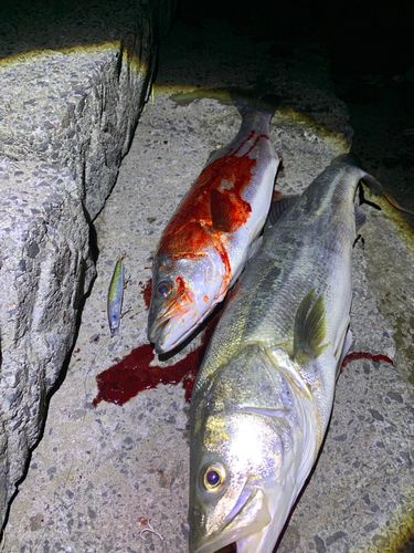 スズキの釣果