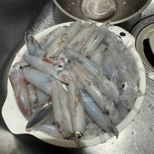 マメイカの釣果