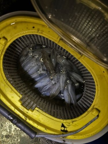 マメイカの釣果
