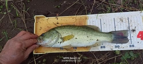 ブラックバスの釣果