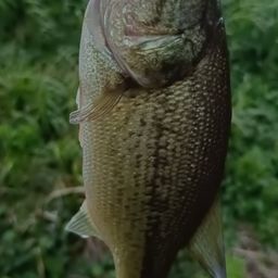 ブラックバス