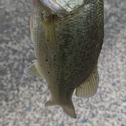 ブラックバス